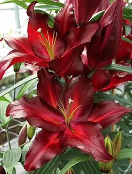 Лилия восточная "Авиньер" (2 шт. в упаковке)