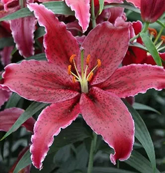 Лилия восточная "Блэк Белт" (2 шт. в упаковке)