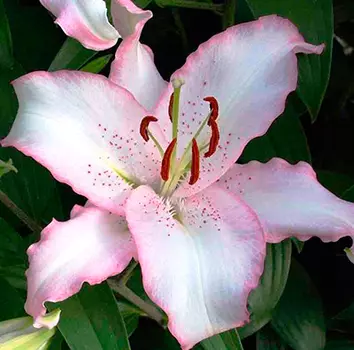 Лилия восточная "Бразилия" (2 шт. в упаковке)