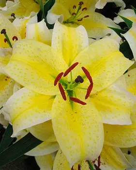 Лилия восточная "Брейк-данс" (2 шт. в упаковке)