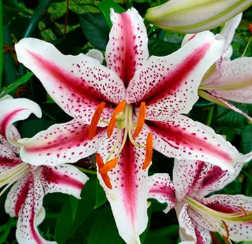 Лилия восточная "Диззи" (2 шт. в упаковке)