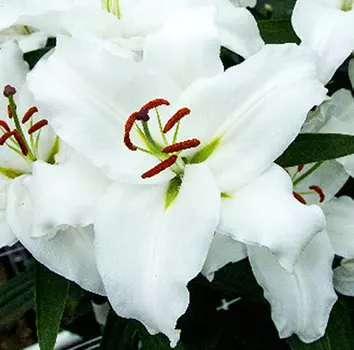 Лилия восточная "Фулл Мун" (2 шт. в упаковке)