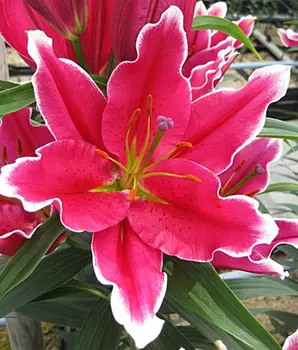 Лилия восточная "Фурио" (2 шт. в упаковке)