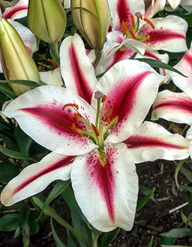 Лилия восточная "Хати" (2 шт. в упаковке)