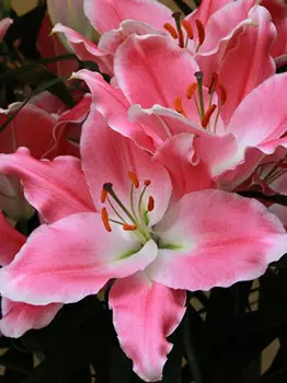 Лилия восточная "Куинфиш" (2 шт. в упаковке)