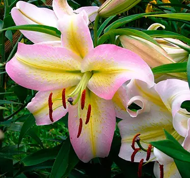 Лилия восточная "Кзотико" (2 шт. в упаковке)