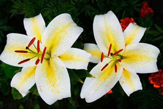 Лилия восточная "Легенда" (2 шт. в упаковке)