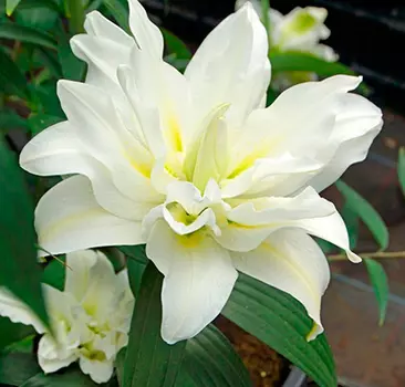 Лилия восточная махровая "Близзард" (1 шт. в упаковке)