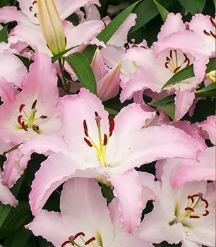 Лилия восточная "Марко Поло" (2 шт. в упаковке)