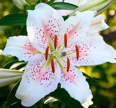 Лилия восточная "Мускадет" (2 шт. в упаковке)