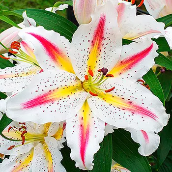 Лилия восточная "Плейтайм" (2 шт. в упаковке)