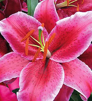 Лилия восточная "Рио Негро" (2 шт. в упаковке)