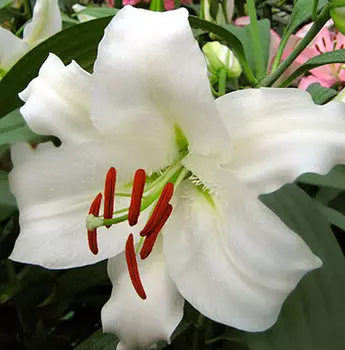 Лилия восточная "Сайберия" (2 шт. в упаковке)