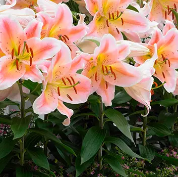 Лилия восточная "Сэлмон Парти" (2 шт. в упаковке)