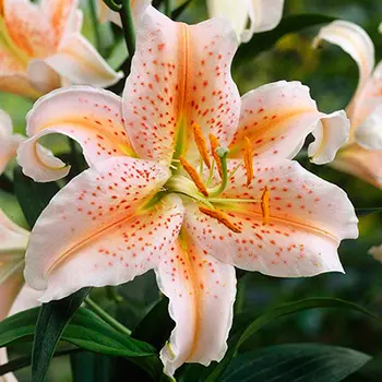 Лилия восточная "Салмон Стар" (2 шт. в упаковке)