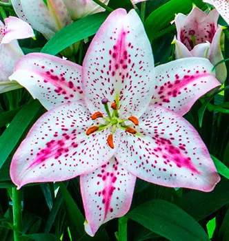 Лилия восточная "Солюшн" (2 шт. в упаковке)