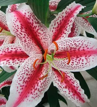 Лилия восточная "Тайгер Вудс" (2 шт. в упаковке)