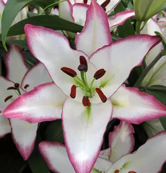 Лилия восточная "Зе Эдж" (2 шт. в упаковке)