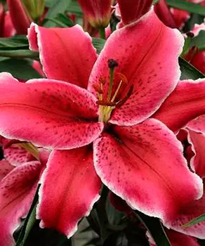 Лилия восточная "Зорро" (2 шт. в упаковке)