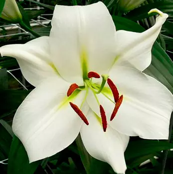 Лилия "Замбези" ОТ-Гибрид (2 шт. в упаковке)