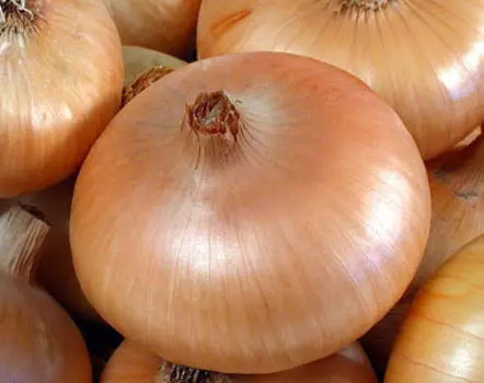 Лук Мячковский 300 (репчатый) 1 гр.