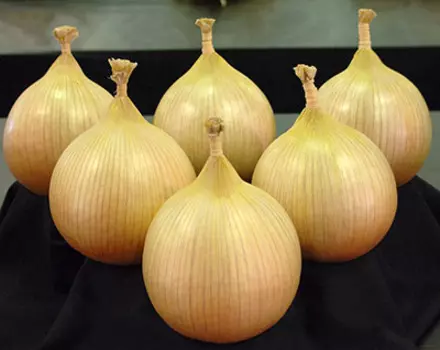 Лук репчатый Эксибишен (0,5 гр.)