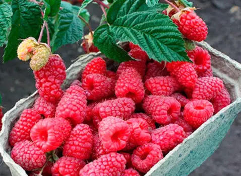 Малина Малиновая гряда (ремонтантный сорт)