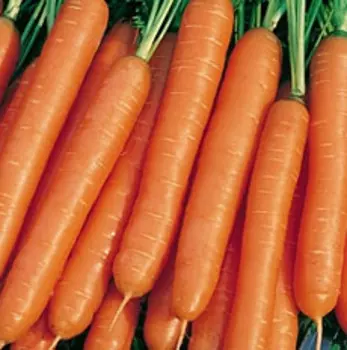 Морковь Император (2 гр.)