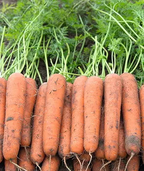 Морковь Калина F1 (2 гр.)