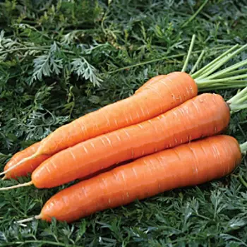 Морковь Кардинал (2 гр.)