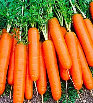 Морковь Нэля F1 (2 гр.)