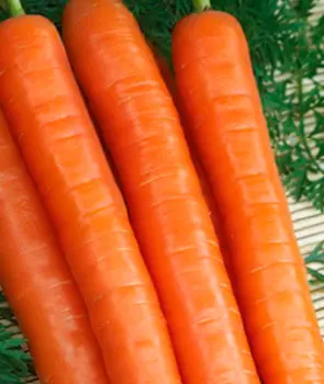Морковь Неженка (2 гр.)