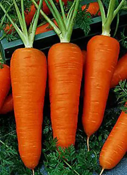 Морковь Шантенэ 2461 (2 гр.)