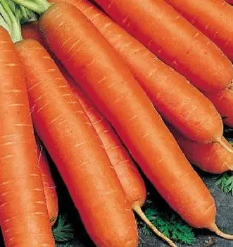 Морковь Тушон (2 гр.)