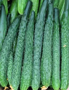 Огурец Аллигатор F1 (0,2 гр.)