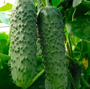 Огурец Амур 1801 F1 (10 шт.)