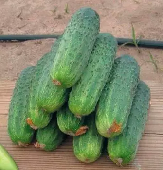 Огурец Аякс F1 (10 шт.)