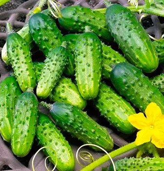 Огурец Астерикс F1 (10 шт.)