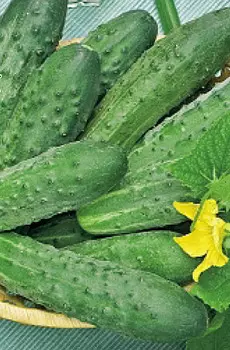 Огурец Барон F1 (12 шт.)