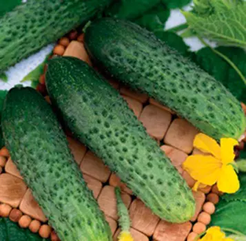 Огурец Бастион F1 (12 шт.)