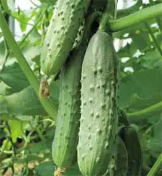 Огурец Боярский F1 (12 шт.)