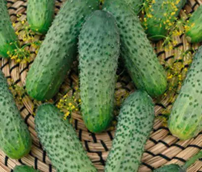 Огурец Дачный посол F1 (12 шт.)