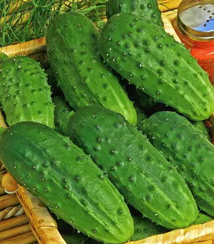 Огурец Диана F1 (12 шт.)