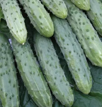 Огурец Единство (0,5 гр.)