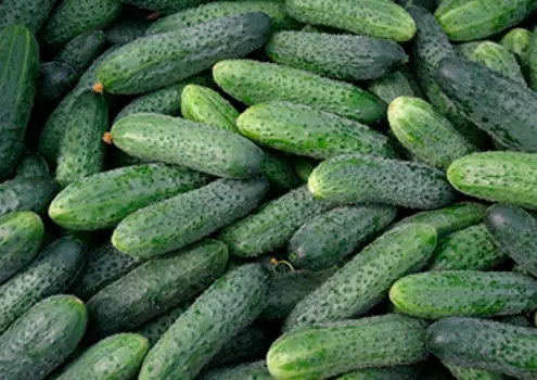 Огурец Кадочный F1 (12 шт.)