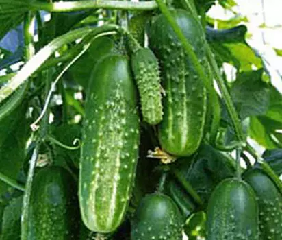 Огурец Княжна F1 (0,3 гр.)