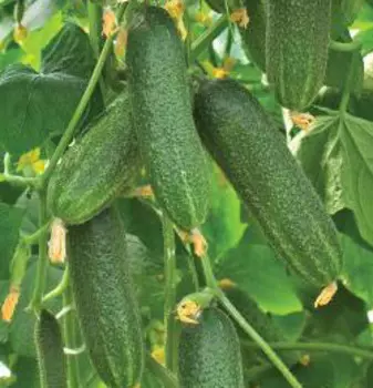 Огурец Коринна F1 (0,2 гр.)