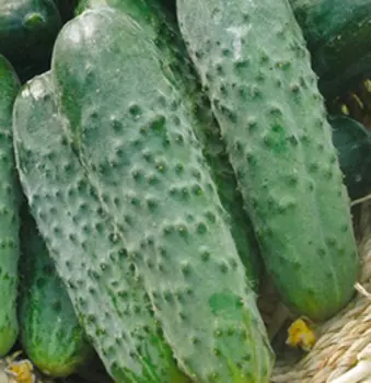 Огурец Купидон F1 (12 шт.)