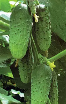 Огурец Ласточка F1 (0,3 гр.)