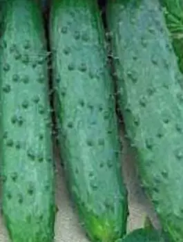 Огурец Майский F1 (12 шт.)